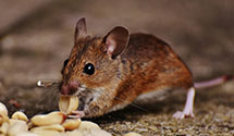 24 Hour & Emergency Exterminators in Santa Clarita, CA